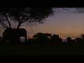 African sunset elephant silhouette