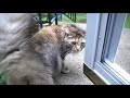Kitteh Vs. Chipmunk