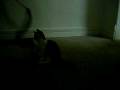 videos de Jordan's Cat Plays