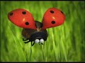 http://www.minuscule-dvd.com
imaginez la fusion entre un documentaire de national geographic et l'univers de tex avery... c'est avec avec ce d�calage inhabituel que minuscule vous plonge dans l'herbe des campagnes pour observer la vie quotidienne des insectes. un bijou d'animation dr�le et po�tique m�lant personnages en 3d et d�cors r�els. jubilatoire !