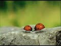 http://www.minuscule-dvd.com
imaginez la fusion entre un documentaire de national geographic et l'univers de tex avery... c'est avec avec ce d�calage inhabituel que minuscule vous plonge dans l'herbe des campagnes pour observer la vie quotidienne des insectes. un bijou d'animation dr�le et po�tique m�lant personnages en 3d et d�cors r�els. jubilatoire !