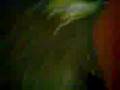 videos de Cacata.3gp