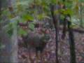 Deer hunting - Boone & Crocket 10 point !!!