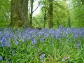 Bluebell Woods