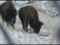 SHERIDAN, WY HAS A NEW FRIEND FROM THE WILD SIDE