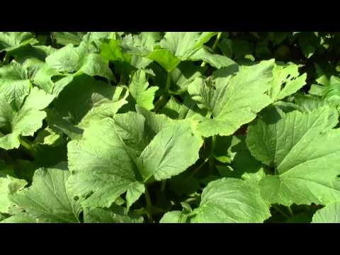 how to cure powdery mildew on zucchini