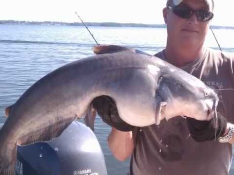 2011 Catfish Catches
