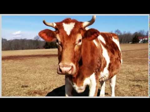 Ag Gag Undercover #1: No Film on Farms?