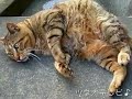 ツネオキック！めざましテレビバージョン