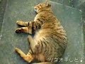 ツネオキック！めざましテレビバージョン