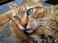 ツネオキック！めざましテレビバージョン