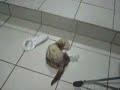 KILL THE DIRTY SOCKS! (vid 13) KILL THE DIRTY SOCKS! (vid 13)