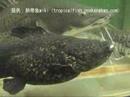 オレンジキャット(Pseudopimelodus apurensis):ぶさかわいいナマズの代表格