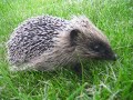 hedge hog in garden