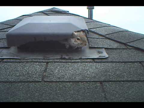 how to prevent squirrels from chewing on vent pipes