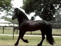 Wow! Friesian Fashion Statement!
