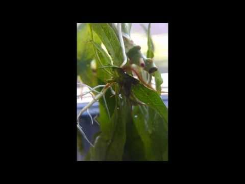 how to fertilize java fern