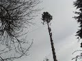 Timber!! Timber!!