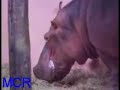 hippopotamus, hipopotamo do zoo de belo horionte, mg hippopotamus, hipopotamo do zoo de belo horionte, mg