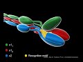 Type I Collagen Assembly Type I Collagen Assembly