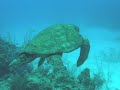 Loggerhead Turtle Loggerhead Turtle
