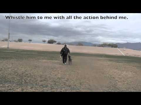 Retriever Training – Hula Hoop drills (Part 4)