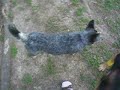 Beignet the blind mini blue heeler Beignet the blind mini blue heeler