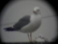 Larus ¿fuscus?