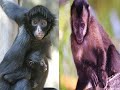 Os Primatas -The Primates