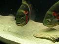 Astronotus Ocellatus® Mała wyżerka:)