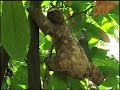Marriott hotels to protect Brazilian rain forest