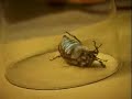 weird bug weird bug