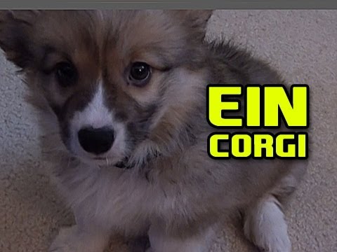 Ein The Puppy CORGI ft. Going up the steps attempt Video
