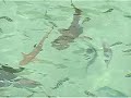 shark infested waters of pulau payar