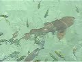 shark infested waters of pulau payar