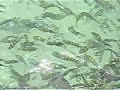 shark infested waters of pulau payar
