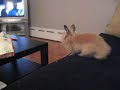 Hyper bunny binkies! Hyper bunny binkies!