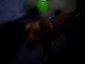 perro cimarron(yankee) uruguay