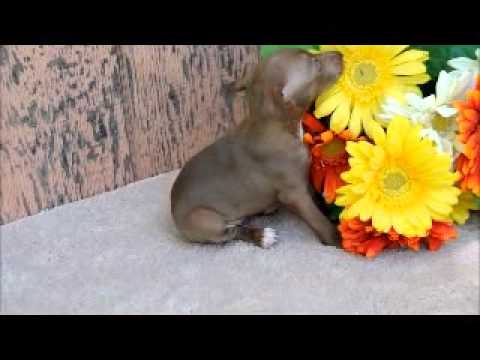 Blossom Chocolate Italian Greyhound at 4 weeks