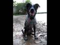 Ruff-Mutt-2006-in-Re