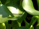 ????Damselfly??Video 08