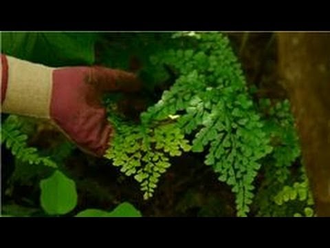 how to replant ferns