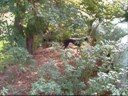 Lurcher doing what k9`s do.! Ghost like face behind haystack Lurcher doing what k9`s do.! Ghost like face behind haystack