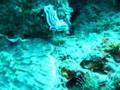videos de Nudibranch in Anilao