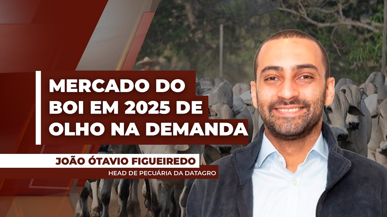 Mercado do boi: questionamento para 2025 é como os preços responderão à demanda interna e externa.