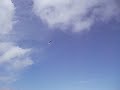Skuas 3