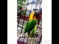 Jaran Goyang Versi Goyang Lovebird