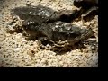 Tortugas / Sea Turtles