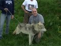 Filming Wolves Filming Wolves