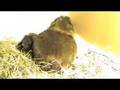 Meerschweinchen Geburt